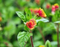 Orange and yellow open faced flowers